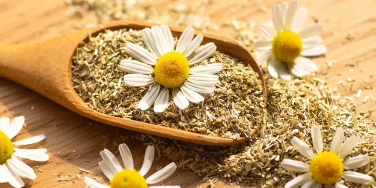 ما أضراره وما الوقت الامثل لتقديمه.. فوائد البابونج للرضع 1 البابونج