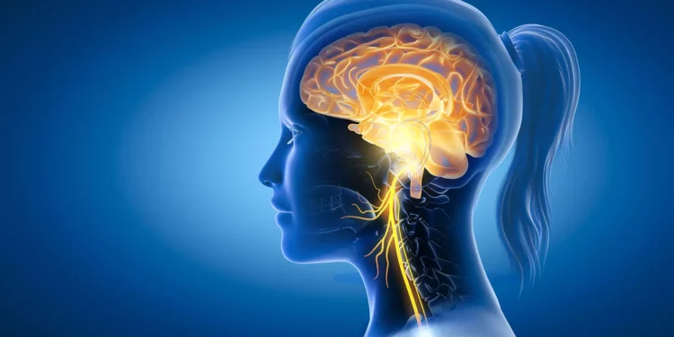 طبيب عالمي يكشف عن قوة خارقة تحسن الصحة بشكل فوري 1 العصب المبهم