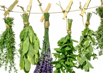 فوائد الأعشاب الطبية لعلاج الأمراض المزمنة