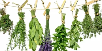 فوائد الأعشاب الطبية لعلاج الأمراض المزمنة