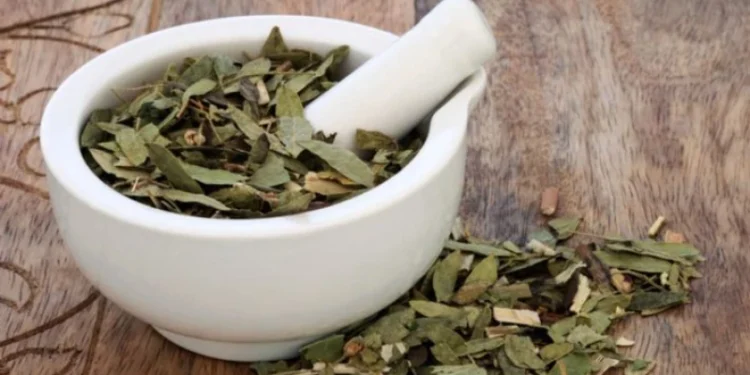 أضرار عشبة الزاز للشعر.. الحقيقة الكاملة خلف الاستخدام التقليدي 1 عشبة الزاز للشعر