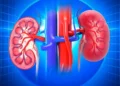 عادات يومية تستنزف صحة الكلى 9 الكلى